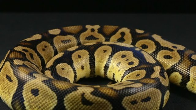 Rings of royal python