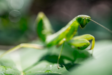 Praying mantis on green leaf