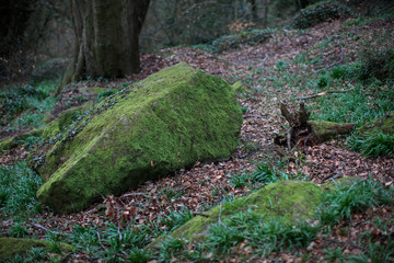 stone with moss in forest,Northern Ireland