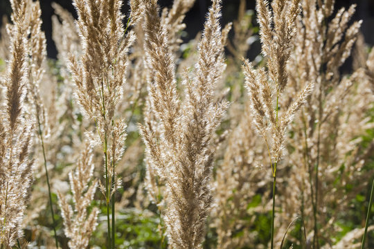 Spikelets of meadow grasses as background.