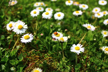 Gänseblümchen