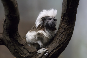 Tamarino de cabeza algodonosa o Cottontop Tamarin