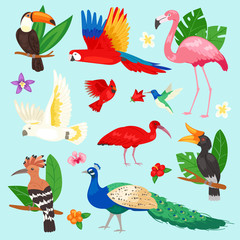 Tropical birds vector exotic parrot or flamingo and peacock with palm leaves illustration set of fashion birdie ibis or hornbill in flowering tropics isolated on background