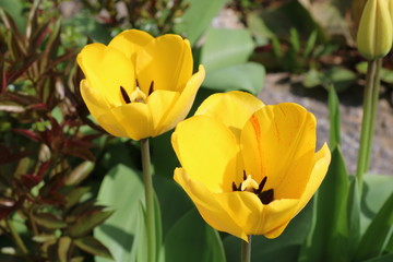 Yellow tulips in garden 