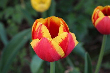Fototapeta premium Tulip red yellow in garden