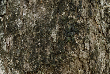 Tree bark texture background.