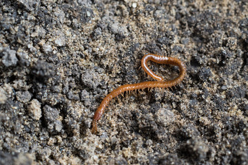 Centipede in black soil of greenhouse. Macro close up view