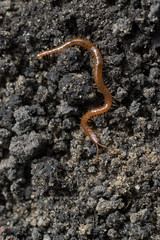 Centipede in black soil of greenhouse. Macro close up view