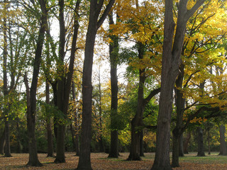 Group of Autumn Trees