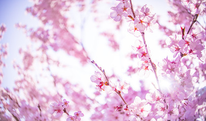 桜のイメージ2018