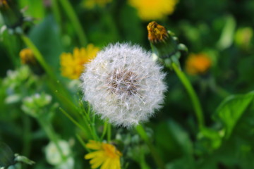 dandelion in garden bathing in sun 