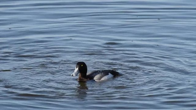 HD Video of a male Greater Scaup in breeding colors diving for food. A mid-sized diving duck, Greater scaup nest near water, typically on islands in northern lakes or on floating mats of vegetation. 