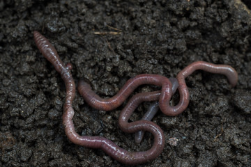 Earthworms in black soil of greenhouse. Macro Brandling, panfish, trout, tiger, red wiggler, Eisenia fetida..Garden compost and worms recycling plant waste into rich soil improver and fertilizer