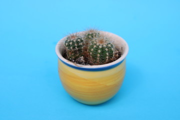 small cacti in pot isolated 