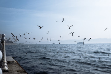 View of seagulls flying over the sea