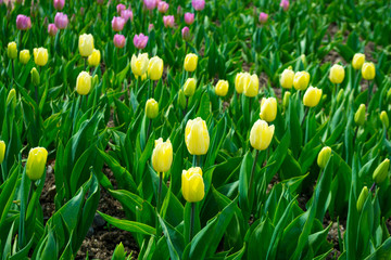 Tulips