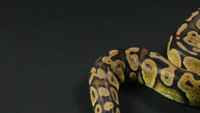 Looking and crawling royal python