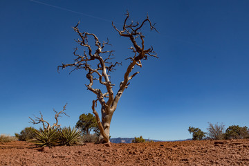 Cedar Ridge on South Kaibab hiking trail in Grand Canyon National Park, Arizona