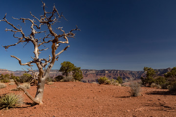 Cedar Ridge on South Kaibab hiking trail in Grand Canyon National Park, Arizona