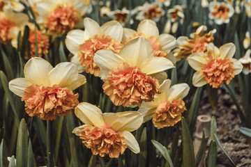Daffodils
