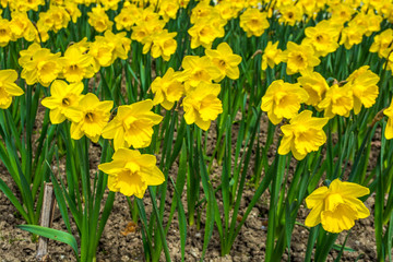 Daffodils