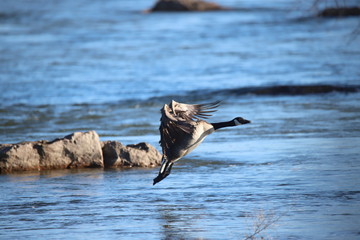 He Is Off And Flying