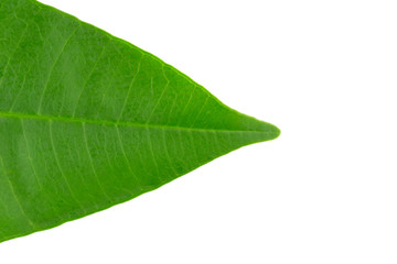 closeup leaves. leaf. isolated in white background