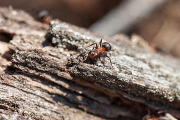 Red forest ant close-up