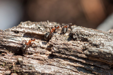Red forest ant close-up