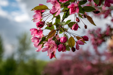 Flowering fruit trees in the Park. Catherine park. Moscow. Russia.
