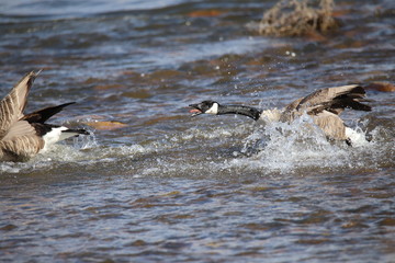 Landing With A Splash 1