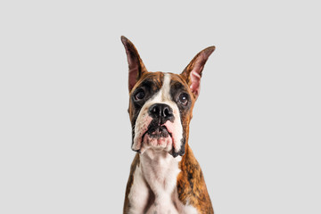 Boxer Dog with Cropped Ears