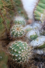 Naklejka na ściany i meble Small cactus in garden