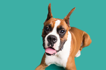 Boxer Dog with Cropped Ears