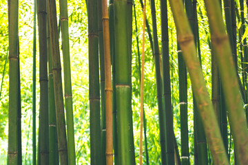 Bamboo