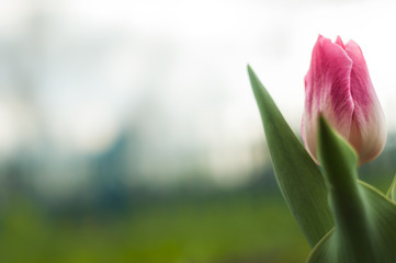 Naklejka premium Tulip Flower macro photography