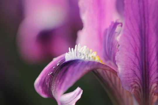 Floral spring background with a close-up of purple iris and pollen. 