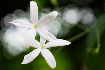 White small flowers