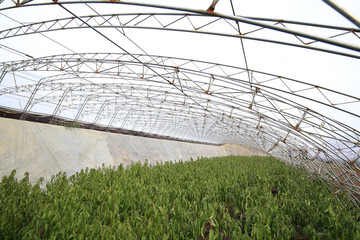 Greenhouse, outdoors