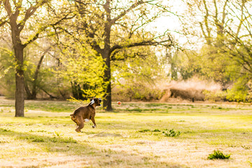 Fototapeta na wymiar Boxer Dogs Playing at the Park