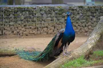 peacock in a park