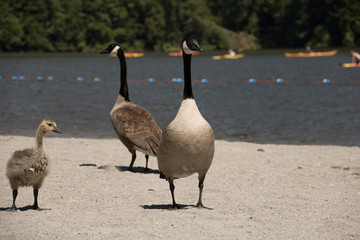 Fototapeta premium Geese on Beach