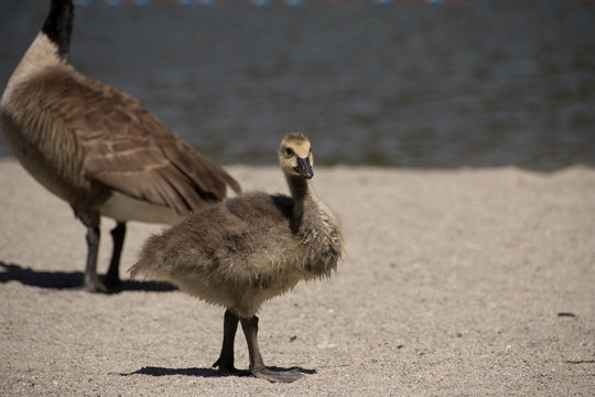 Baby Goose on Beach