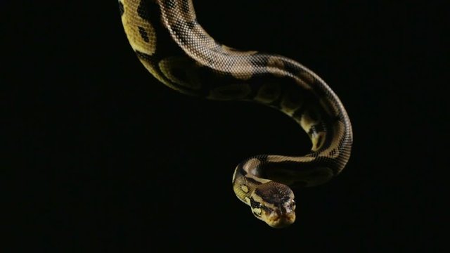 Hanging ball python