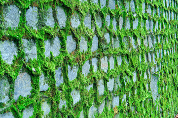 An old wall covered in green moss. Lichen on an old stone wall.