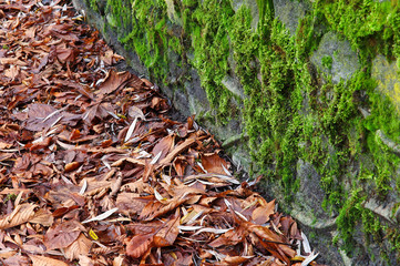 An old wall covered in green moss. Lichen on an old stone wall.
