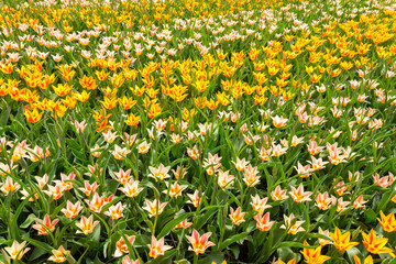 Blooming mix yellow tone of tulip field. Mixing yellow, white and red tulips at Keukenhof garden, Lisse, Netherlands.