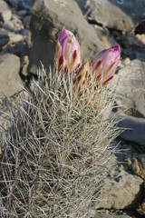 Thelocactus