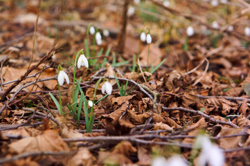 Snowdrops in dry grass. Flowering snowdrops in spring. White small spring flowers.