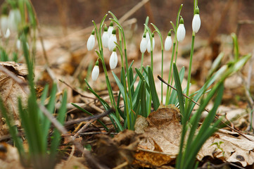 Snowdrops in dry grass. Flowering snowdrops in spring. White small spring flowers.
